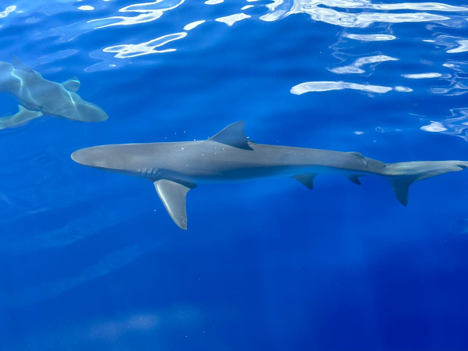 Shark cage diving Sharks