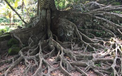 Finding, Building and Refining Purpose Over a Lifetime