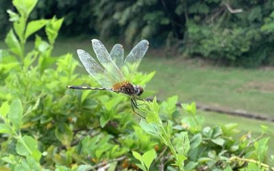 My American Life – Sharing Stories of Hope