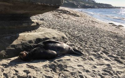 Episode 3 – Desi Divorce discussion – I amaze myself!