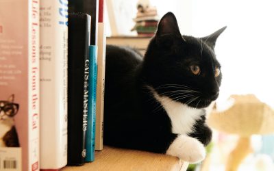 Two Unusual Novels With Unique Cat Protagonists
